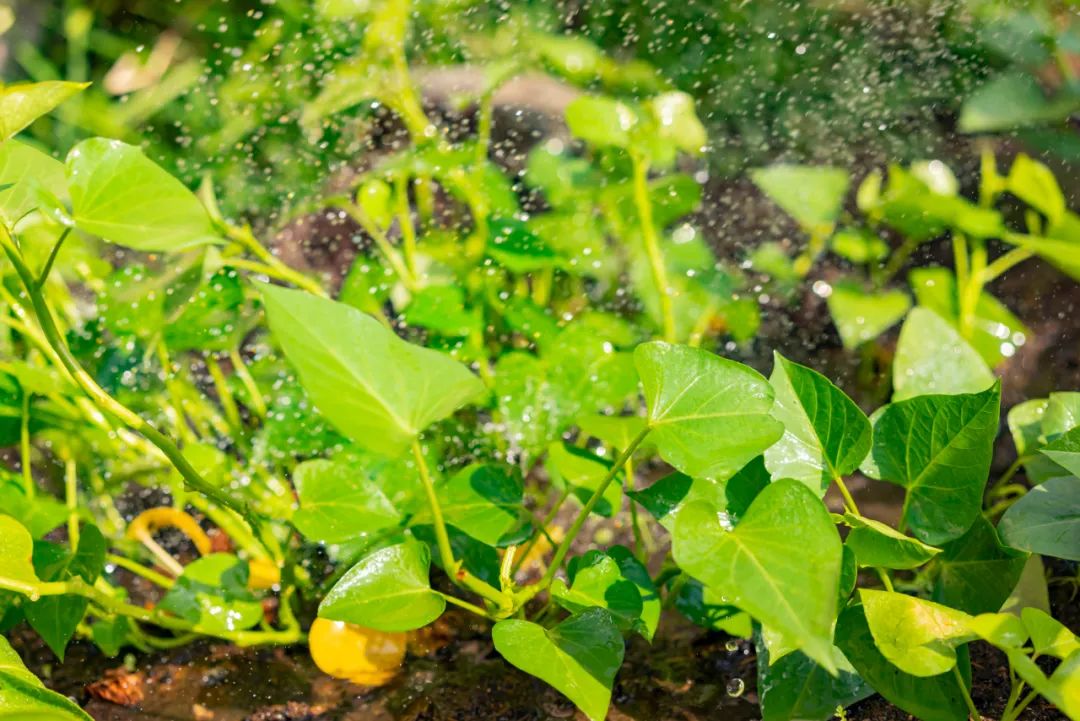 肚子淤堵怎么快速消除,中医手法调理小肚子淤堵