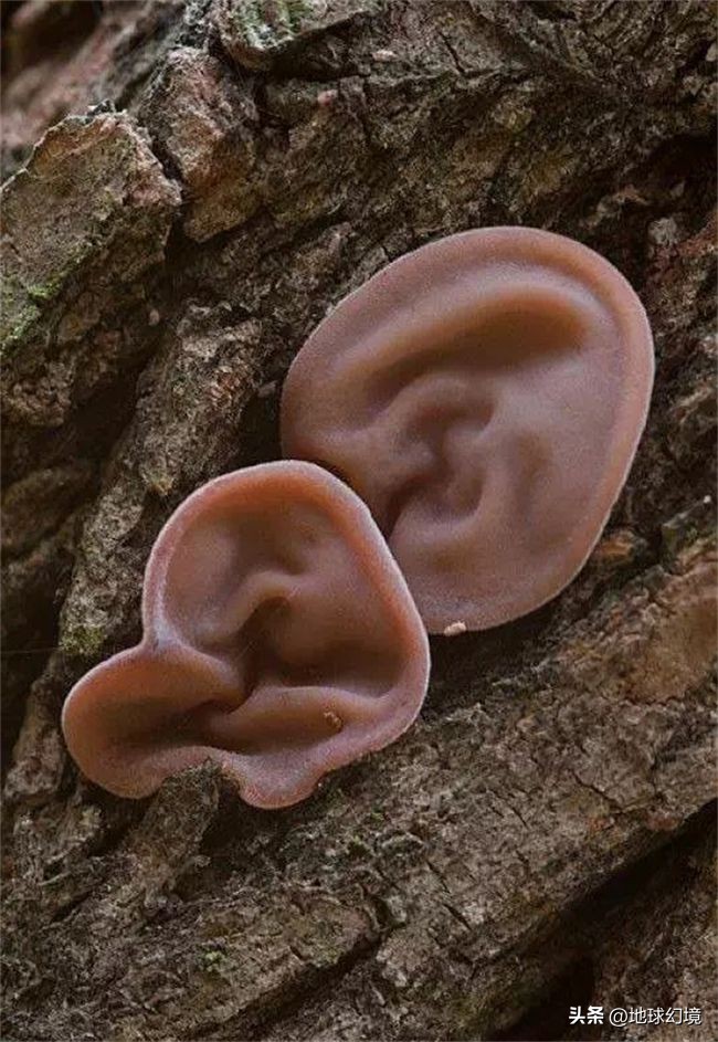 35张悲惨动物照：悲惨小象被捕兽夹弄断鼻子，章鱼被塞进西瓜做菜