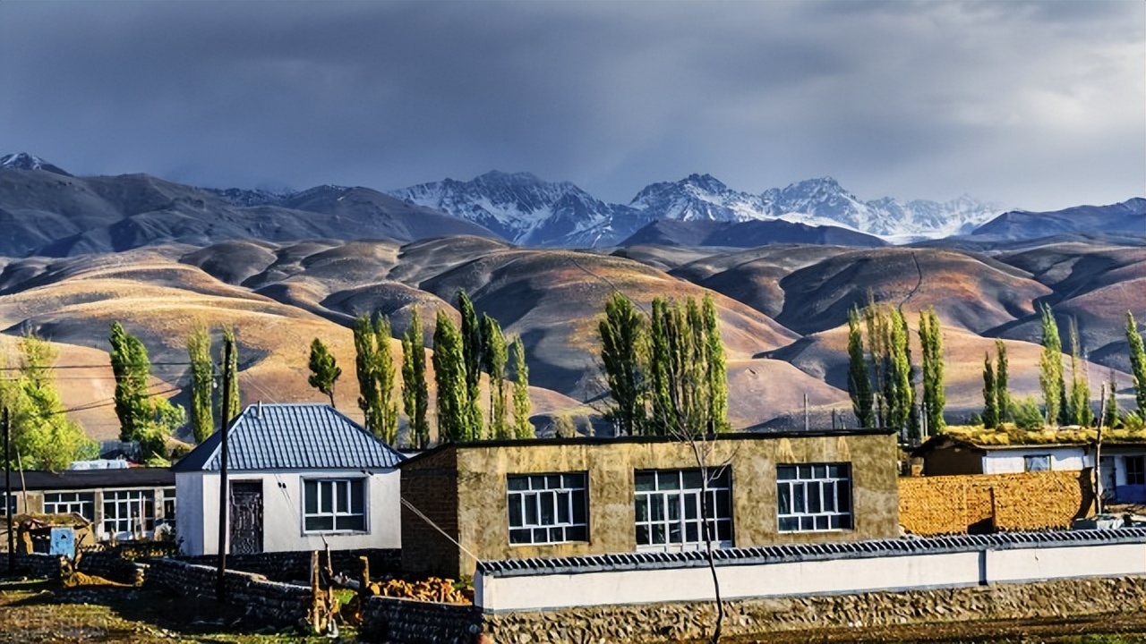 西梅李子树苗真假鉴别,西梅跟李子都分不清