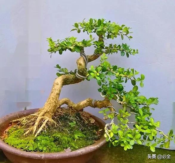 别墅豪宅4选一,别墅豪宅有哪些景观树