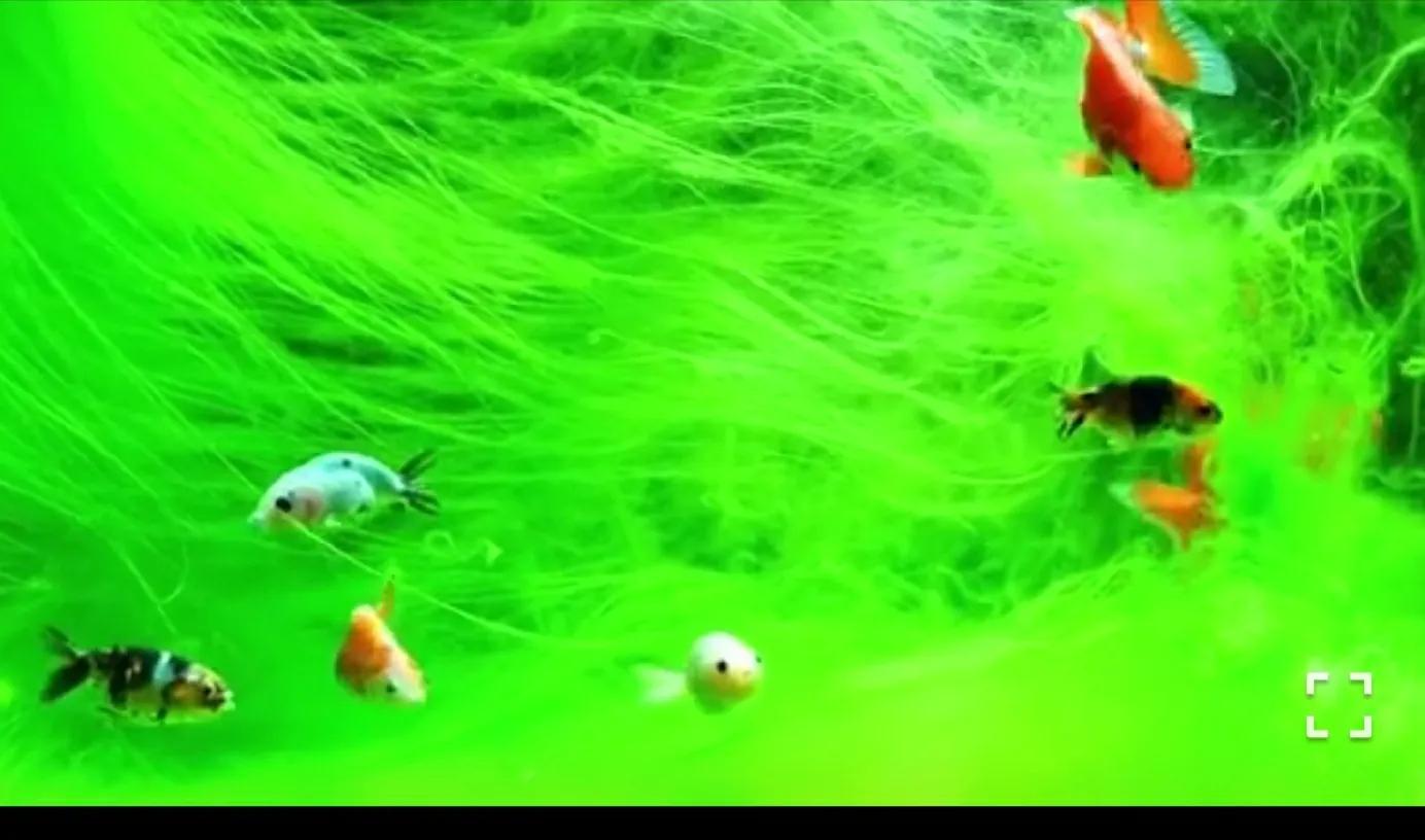 饲养金鱼的纯天然帮手——绿苔