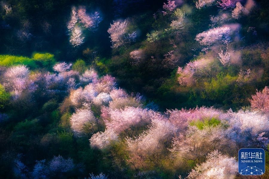 河南新县樱花盛开春意盎然,新县最美樱花开了