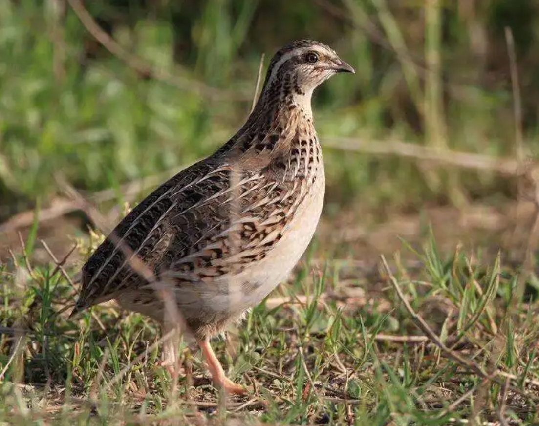 鹌鹑悲惨一生,鹌鹑的悲惨人生
