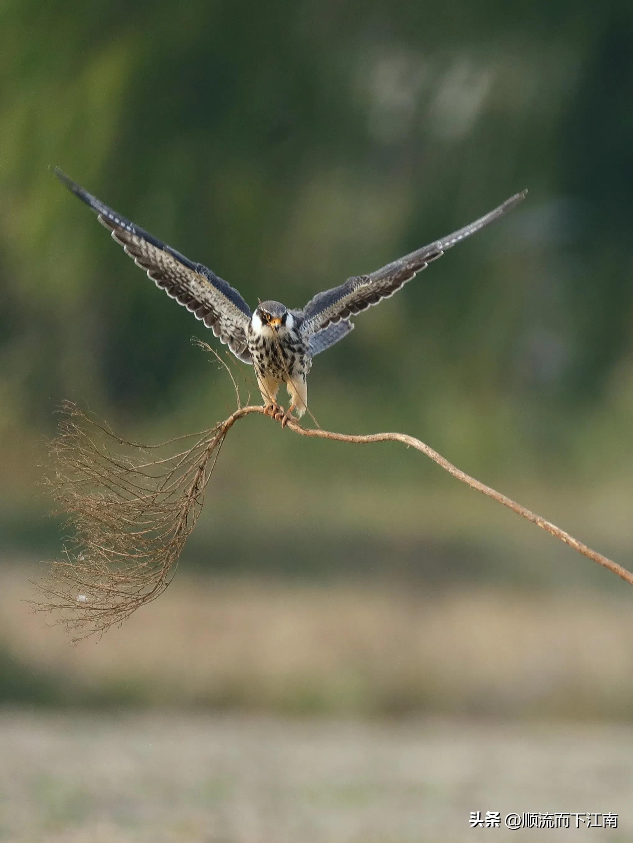红脚隼叫声,红脚隼