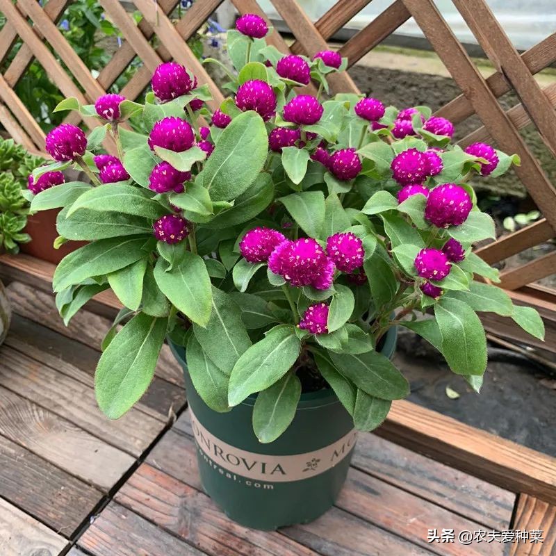 喜阴耐旱适合室内养的50种花,被公认阳台冬天最好养的10种花