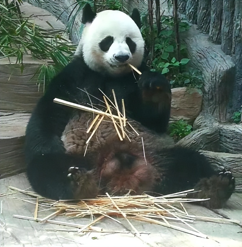 泰国不再被中国人喜爱?背后原因令人深思，网友：怕你噶我腰子！