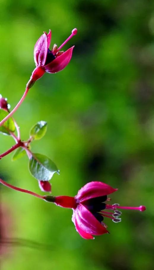 花朵壁纸横版,花朵招财壁纸
