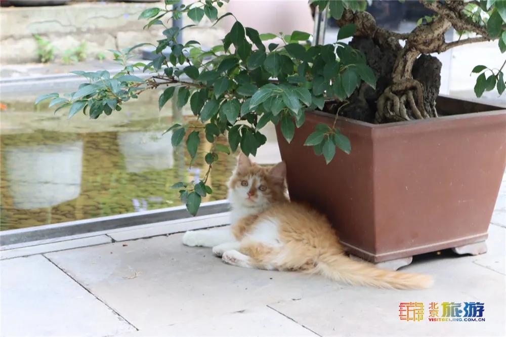 故宫御猫最火的猫,北京故宫的猫为什么叫御猫