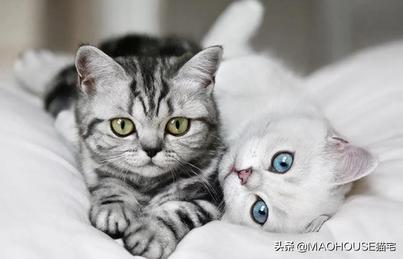 猫的皮屑是硬的,猫毛皮屑过敏等级1级