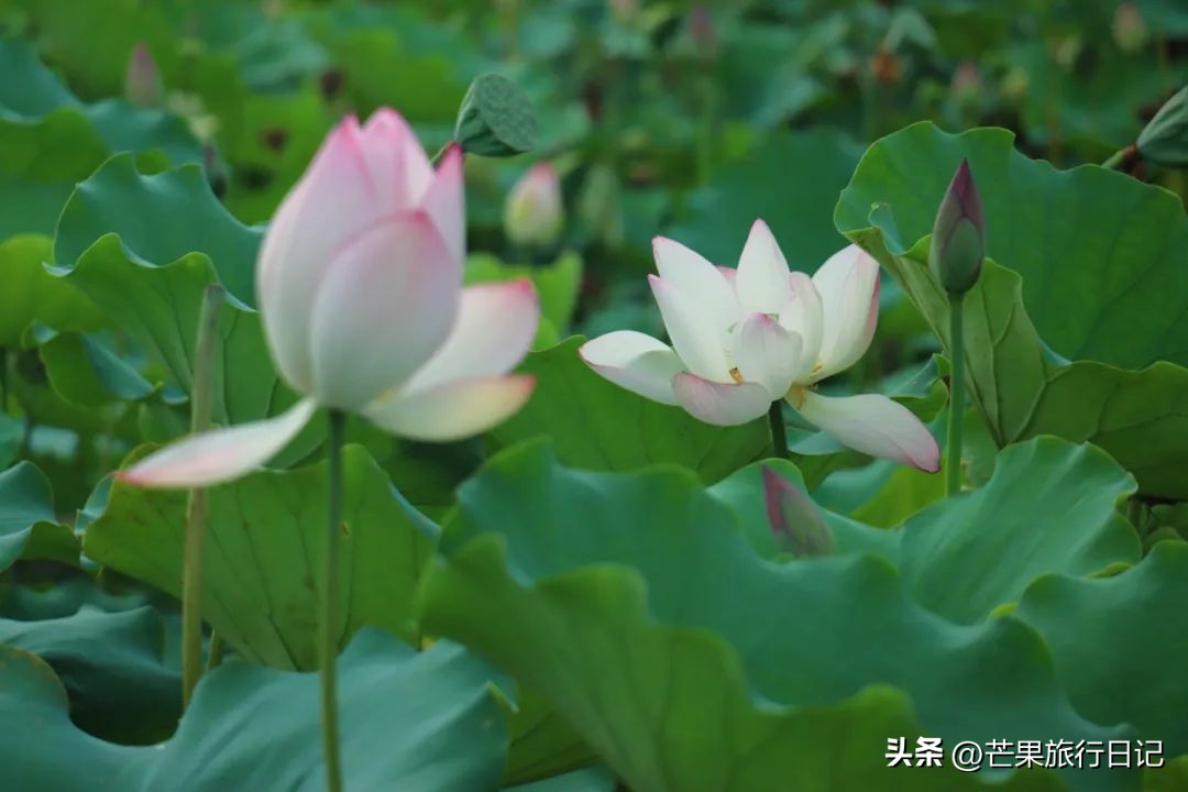 万绿湖是广东省最大的一个湖吗,广东最大人工湖万绿湖