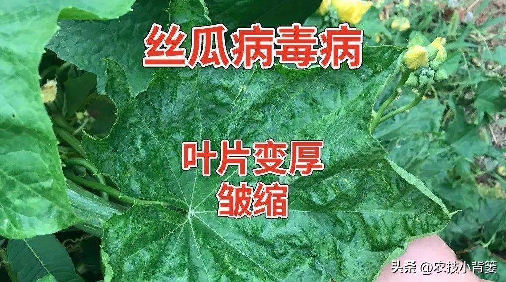 一招教你辨别真菌性病害,作物细菌真菌病毒轻松辨别