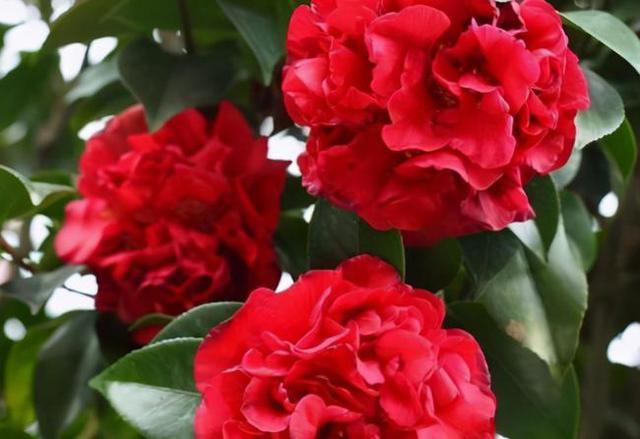 克瑞墨大牡丹花期,克瑞墨雪中开花