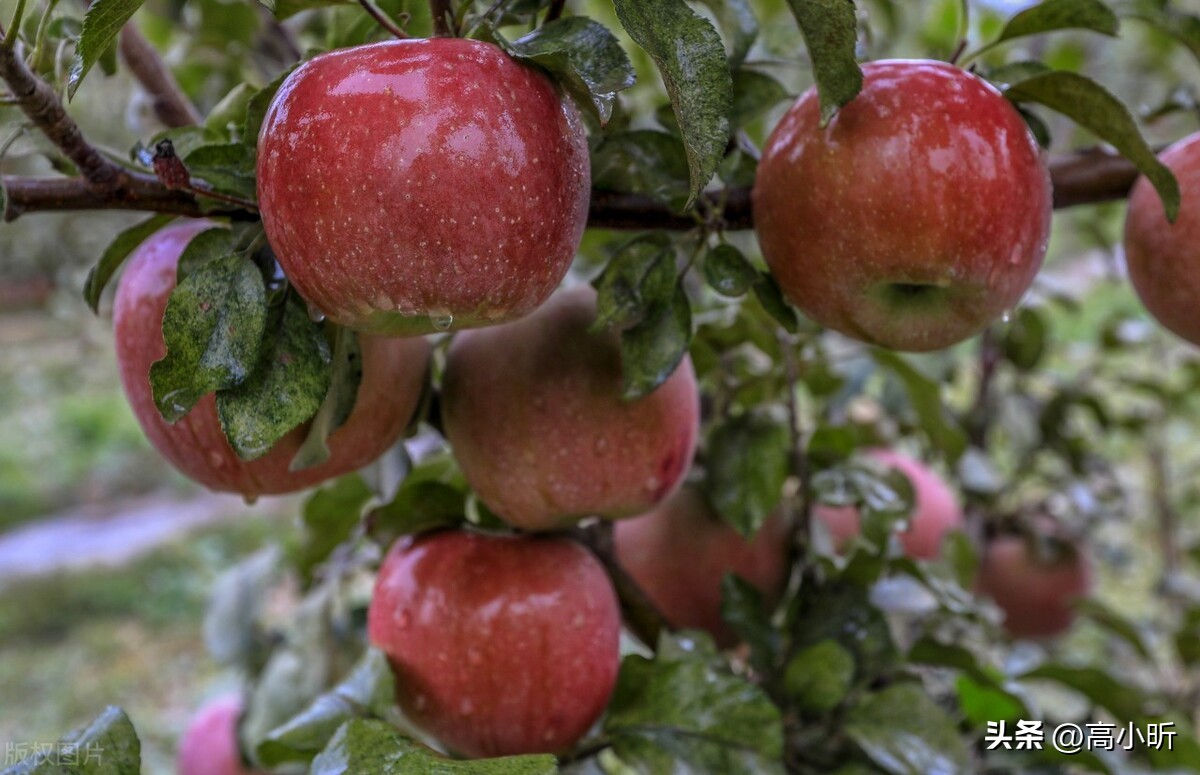 现在中国哪里的苹果最便宜最好吃,中国苹果口感最好的地方