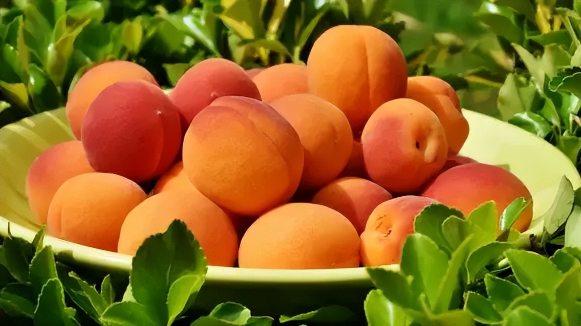 杏吃多了对脾胃有什么伤害,脾胃不好能吃李子和杏