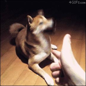 “这狗我认识，考试坐我旁边。”你什么时候被宠物的智商震惊过？