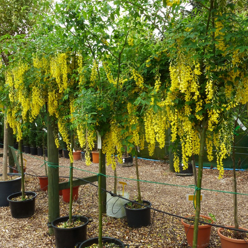 63个从国外引进的树，2个价格跌了95%！还有3个只能砍了当柴卖