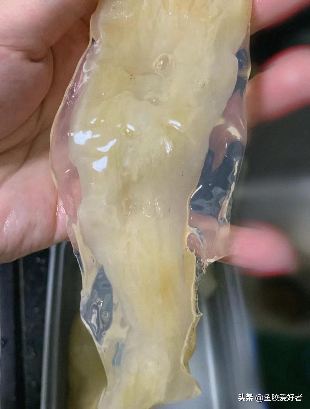 泡发厚鱼胶的正确步骤,鱼胶的泡发方法最正确的