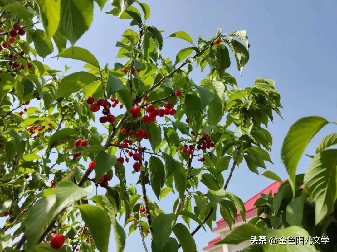 小蝌蚪回家了小短文,小蝌蚪回家了作文