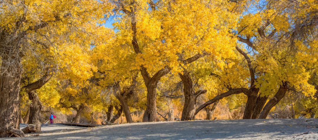 全世界仅存三处！一年只美21天！这场“黄金盛宴”，只因它而起