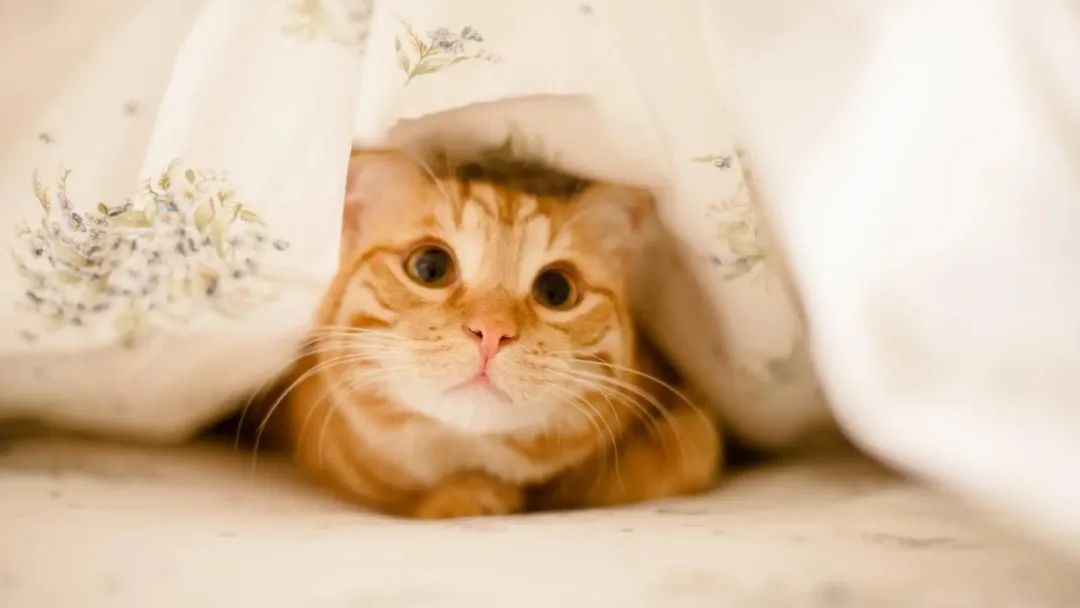 猫咪绝育术后护理全攻略！快来抄作业呀…