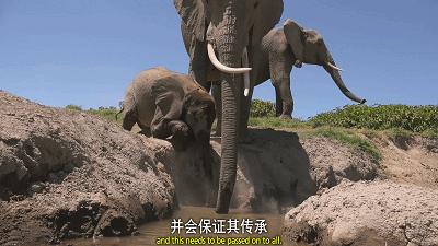 泰国大象发怒伤人视频,泰国大象杀死主人后逃走