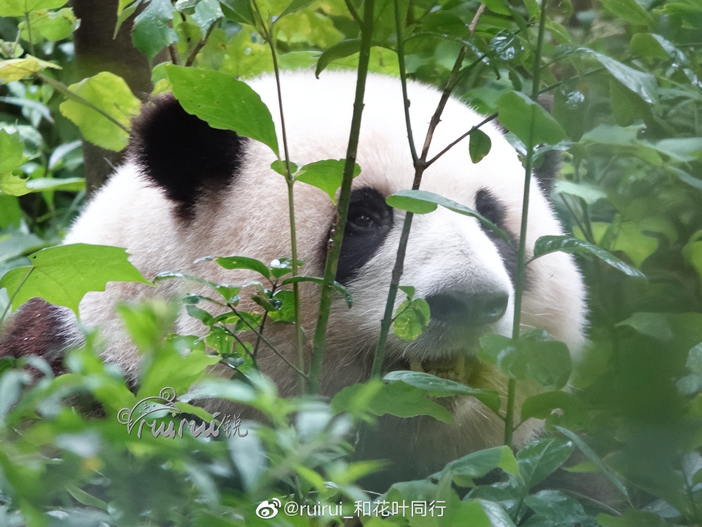 花花：接住谭爷爷给的小苹果，仿佛接住了整个世界。