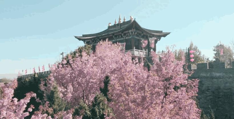 冬季洱海看海鸥最佳地方,这个冬天洱海该有多浪漫