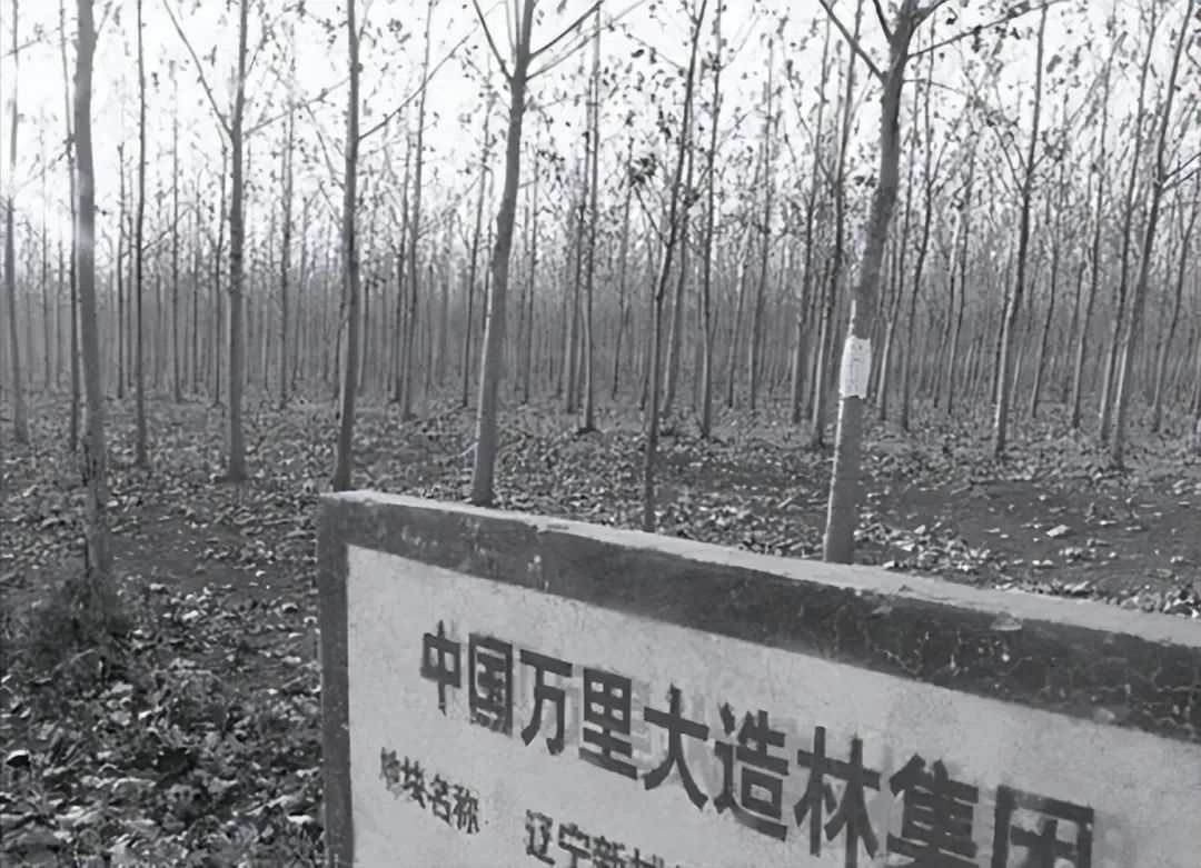 182万买手机靓号，诈骗13亿入狱，“万里大造林”的*相贵陈**，东山再起