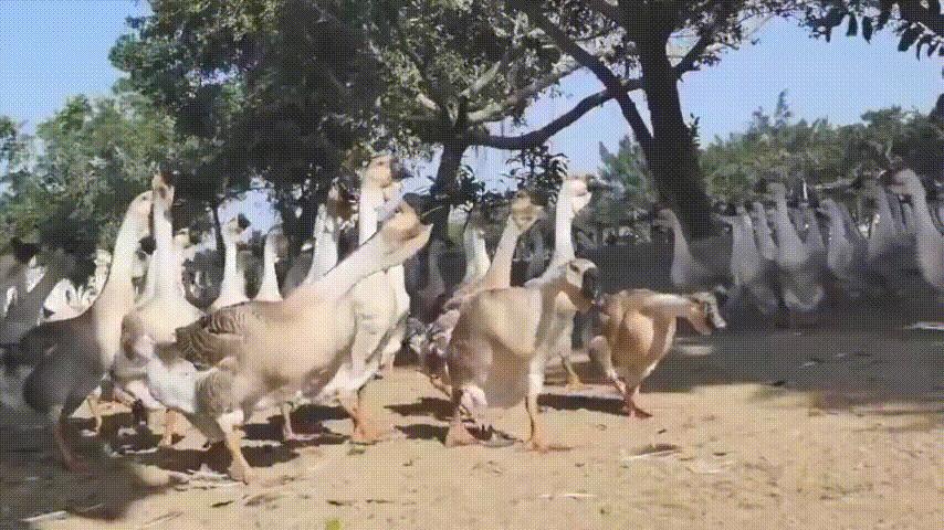 为何很多动物都怕猫,为什么有好多动物怕鹅的粪便