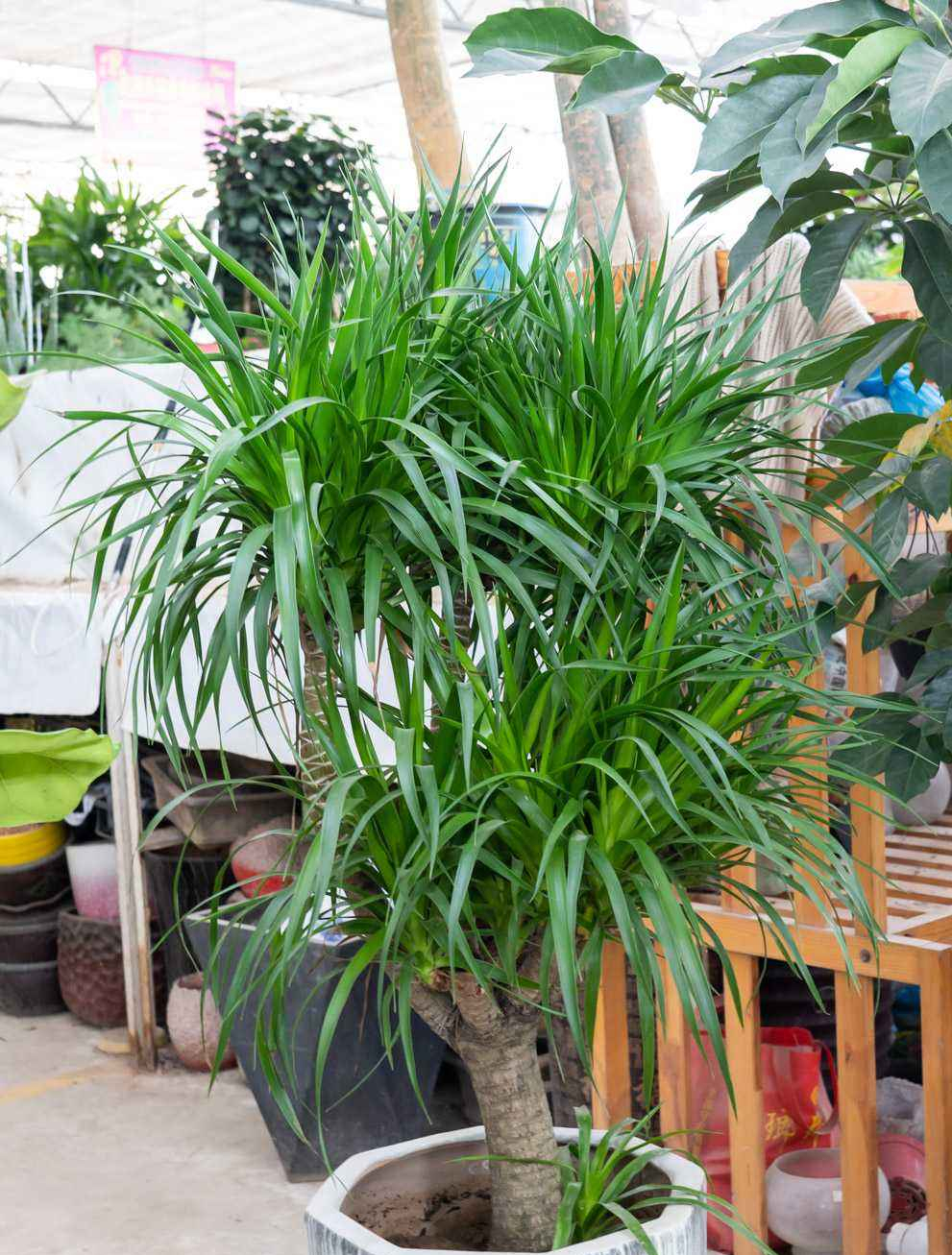 十种最吉利的镇宅绿植盆栽,阳台旺宅的大盆栽花