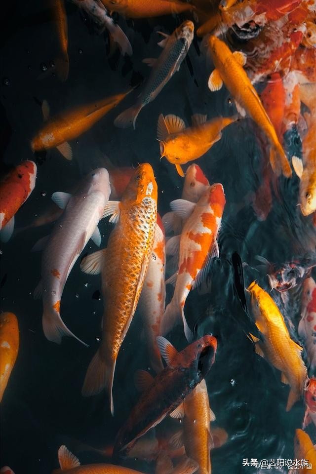 如何养锦鲤需要注意什么,如何饲养好锦鲤视频