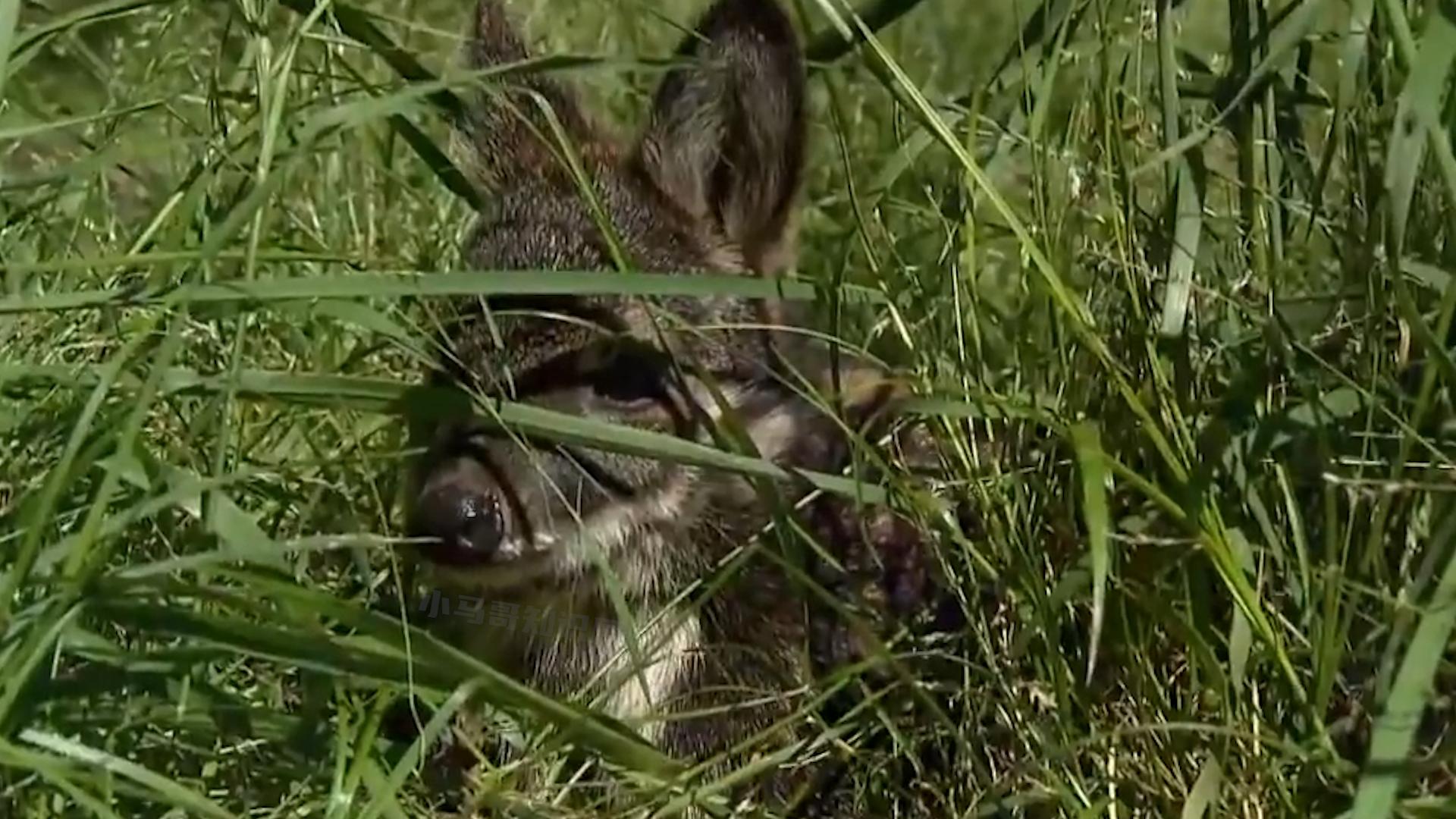 麝香有什么价格,麝香有多稀缺