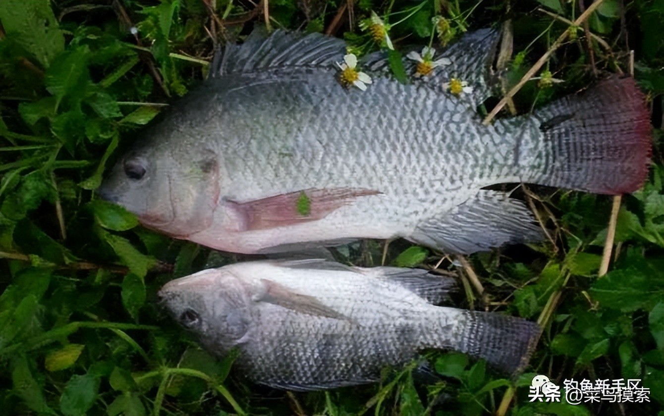 红虫皮筋颗粒怎么挂,红虫皮筋颗粒适合野钓吗