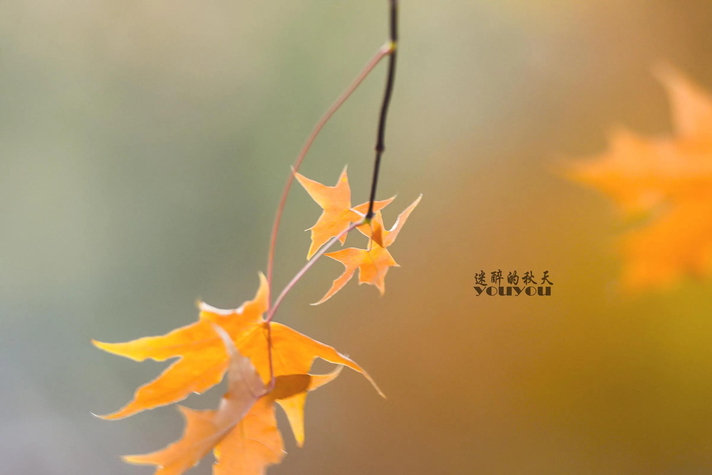 枫树上最后一片叶子的续写,枫树上最后一片叶子的朗读