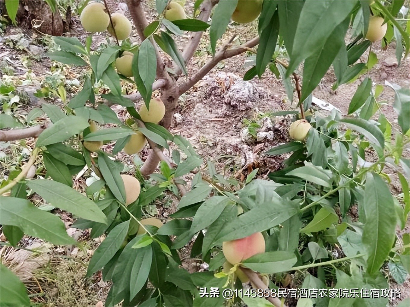 天津蓟县梨木台文龙农家院,天津蓟县梨木台山水农家