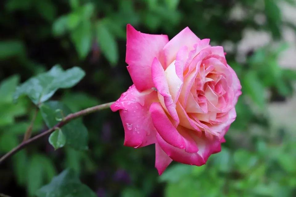 520适合发朋友圈的配图爱情,入目无别人四下皆是你英语