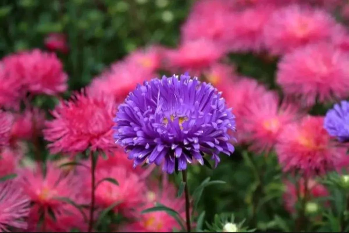 不是花中偏爱菊菊花开尽更无花,不是花中偏爱菊只是花开尽更无花