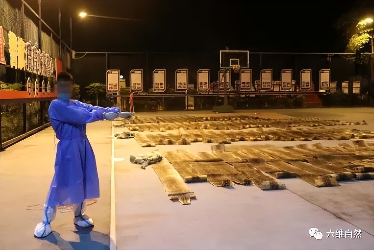 抓捕过最长的蟒蛇,最长蟒蛇视频真实