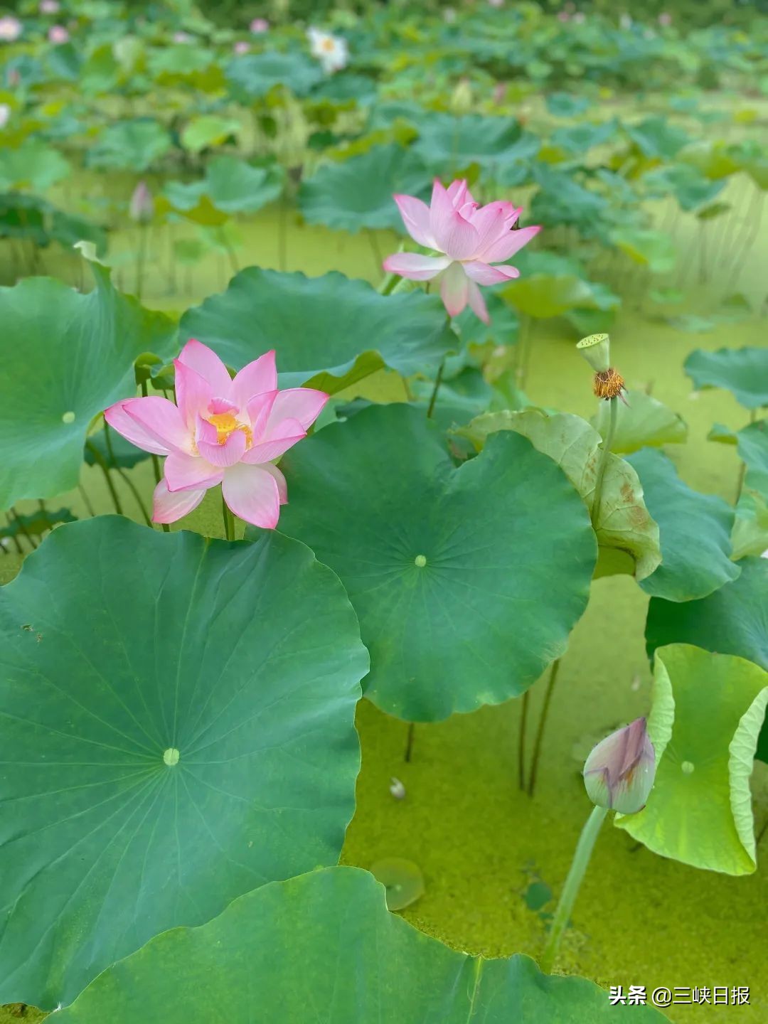 荷花盛开宜昌,宜昌哪里有荷花观赏