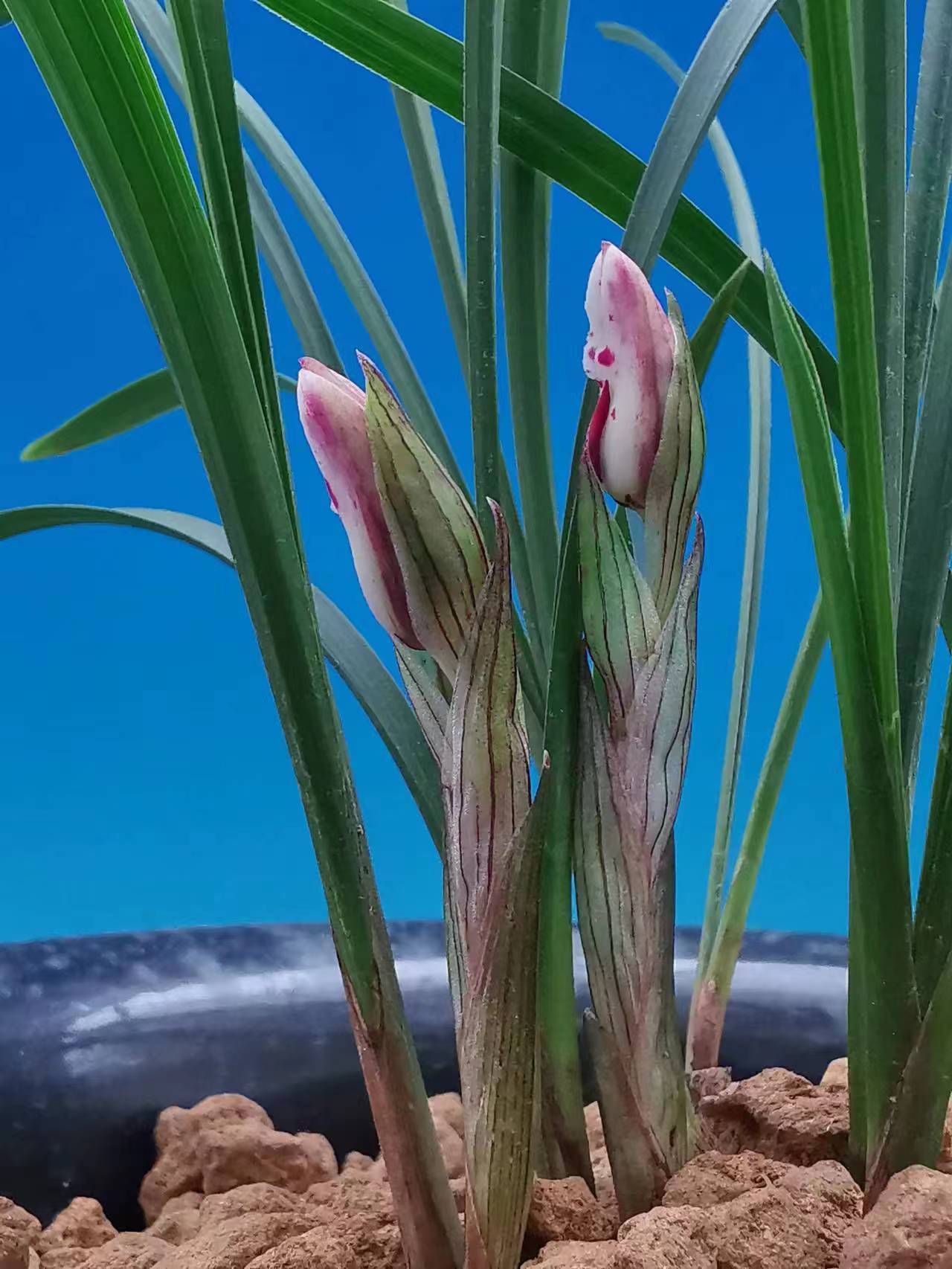 欣赏牡丹花开视频,牡丹各品种的花芽