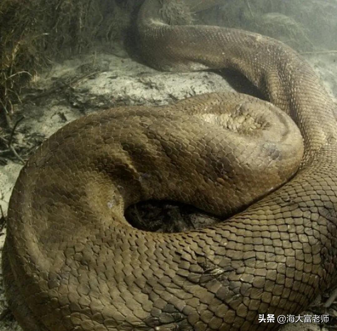 巨蟒大战恐鳄电影中巨蟒有几米,巨蟒大战恐鳄电影片段