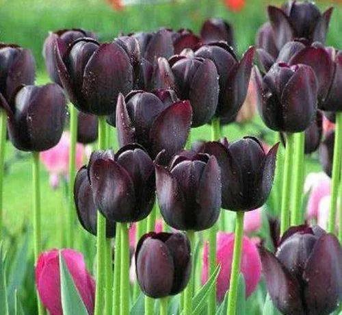 漂亮的郁金香随手一拍都是美景,春天的郁金香花海美得不可方物