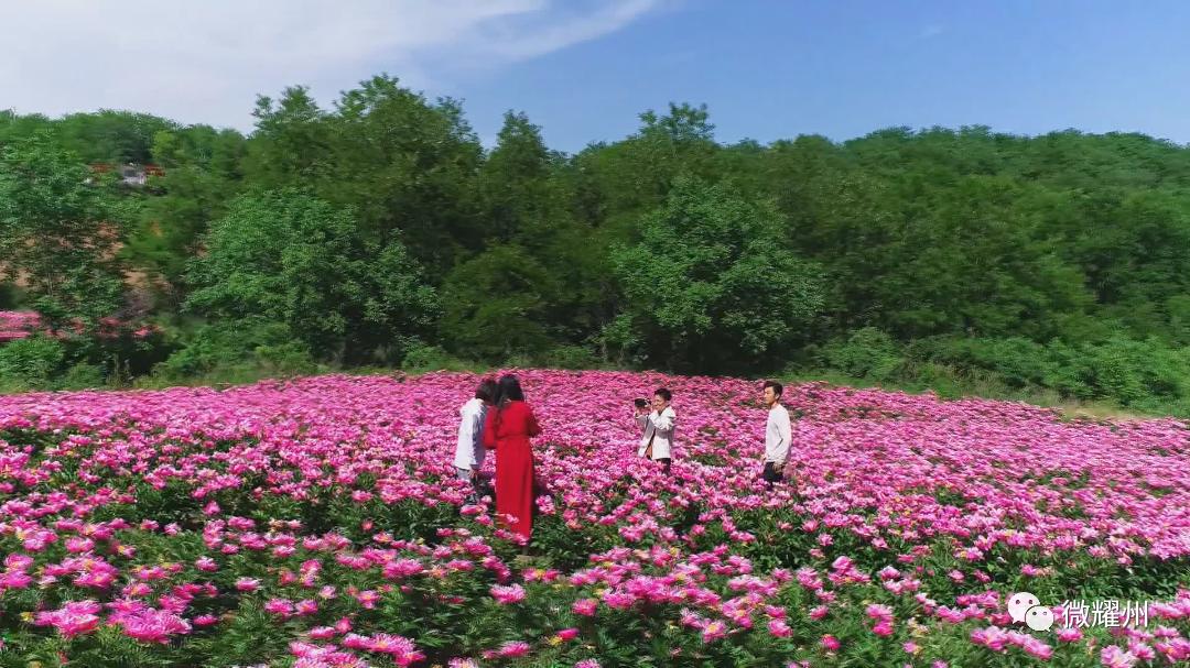 百亩芍药花海吸引人,丰县顺河千亩芍药盛开