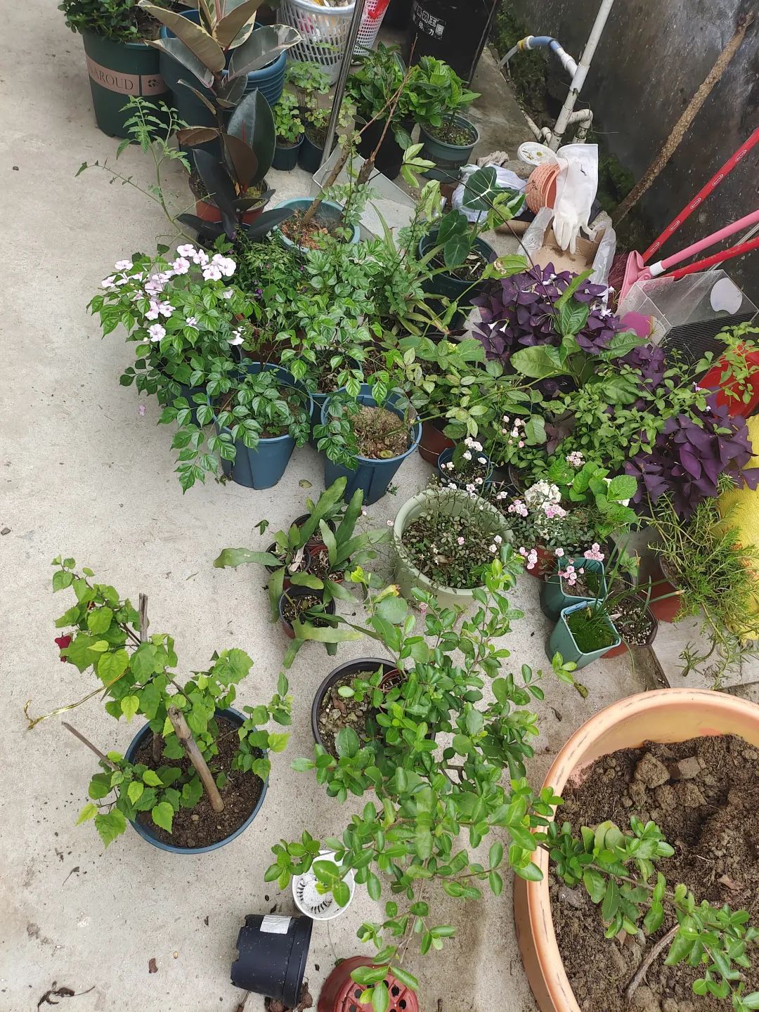 刚买回来的盆栽掉叶子怎么回事,盆栽蔫了怎么补救