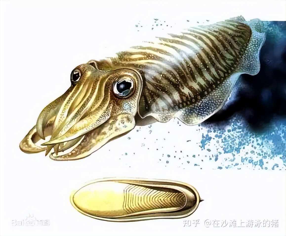 大话舟山海鲜系列(三)—大话墨鱼(喷墨家族成员之一)