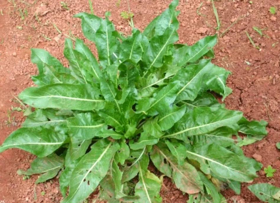 农村常见的顽固藤条植物,农村常见的止血植物图片