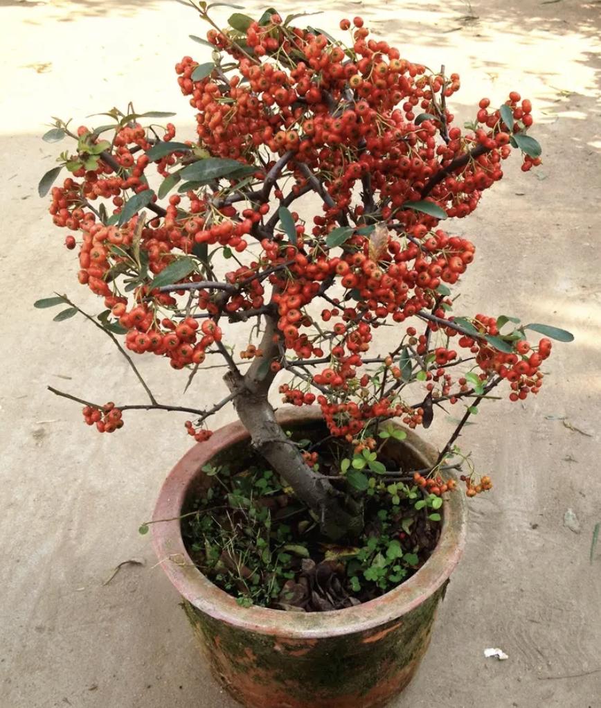 家里养哪种树比较好养,最适合家里养的5种树