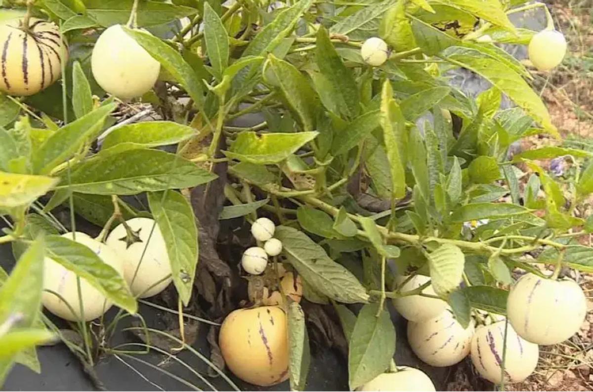 创业失败负债四十万妻子不离不弃,女人创业失败负债37万