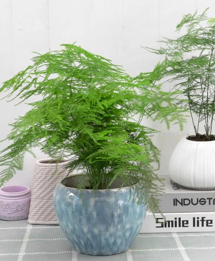 家里光线差就养这几种花,什么花散射光就可以养好