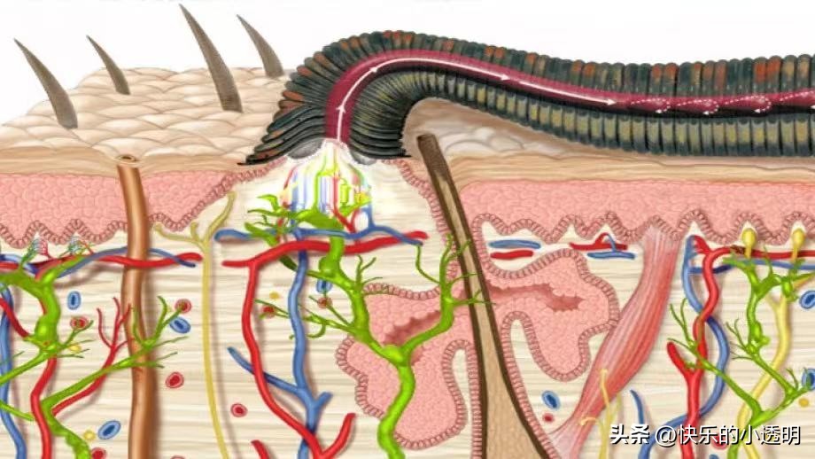 如果蚂蟥吃进肚子里能长期存活吗,蚂蟥食入体内能存活吗